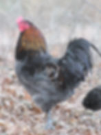 Thumbnail: Olive Egger Chicks