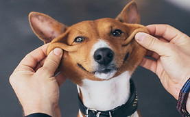 Dog with a goofy, expressive face