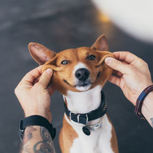 5 Reasons Why Your Dog Training Isn't Working