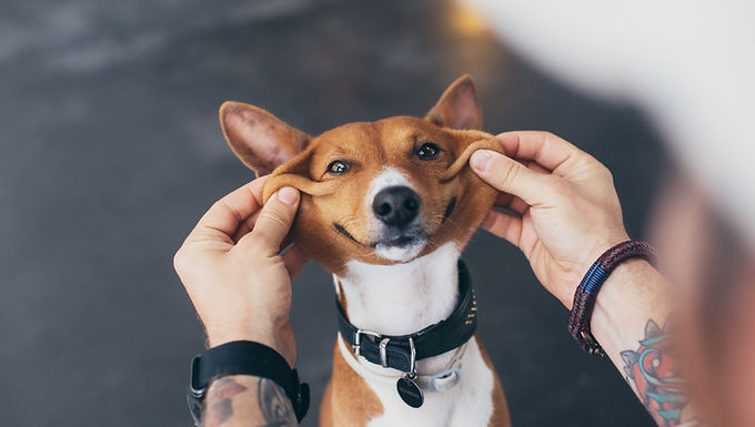 Pet Business Management Courses & Qualifications