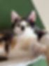 IMG_0214 (1).jpeg