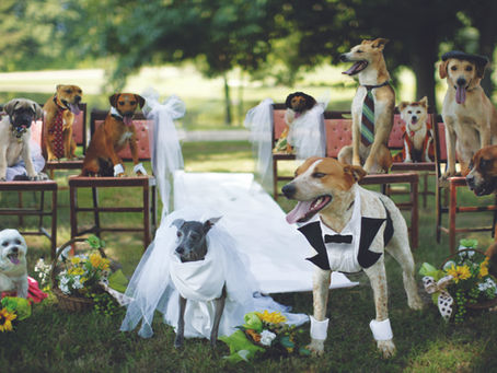 Walter's Story: Pet Adoption Joy