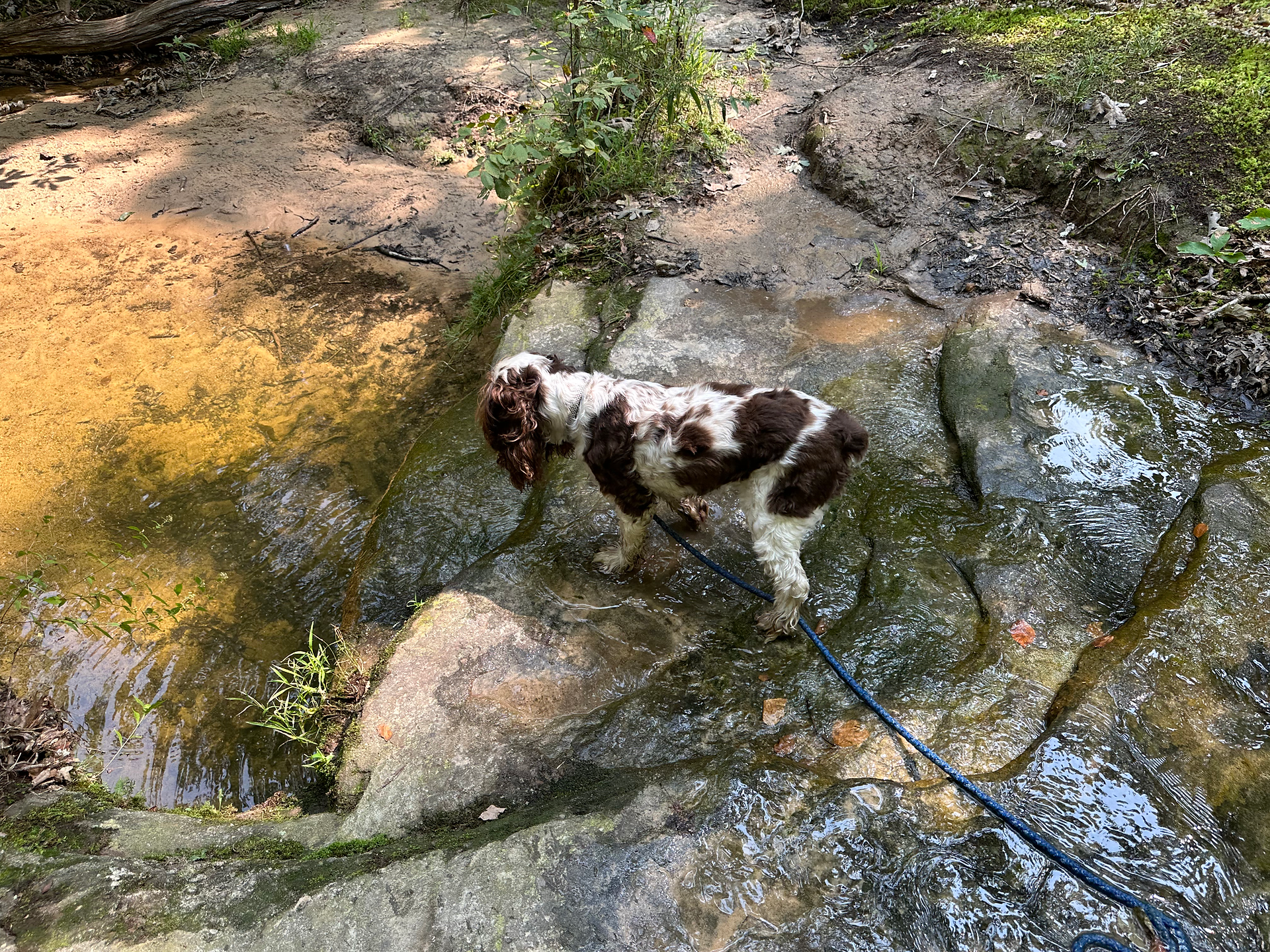 Ciapka traversing the water stream