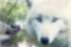 A white wolf looks right at you with the forest and river behind him