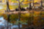 Cypress trees with vibrant autumn leaves reflected in calm water, surrounded by cypress knees. Lily pads float on the surface.