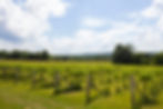 Edg-Clif Winery vineyards, Potosi, Missouri. #573Magazine