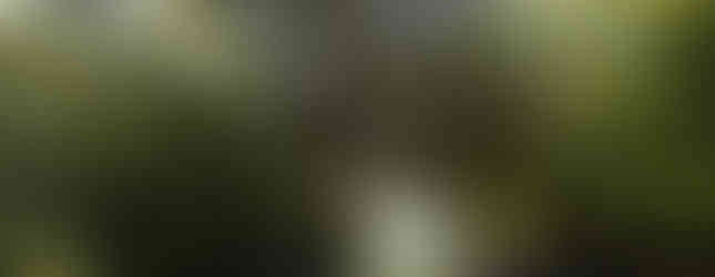 Shaded road at Edg Clif winery