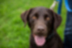 A beautiful brown lab