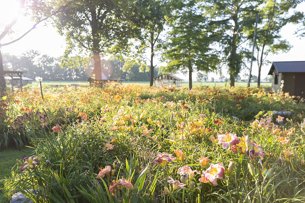Sunlit garden with colorful lilies in bloom, surrounded by trees. A greenhouse and shed are visible, creating a serene and vibrant scene.