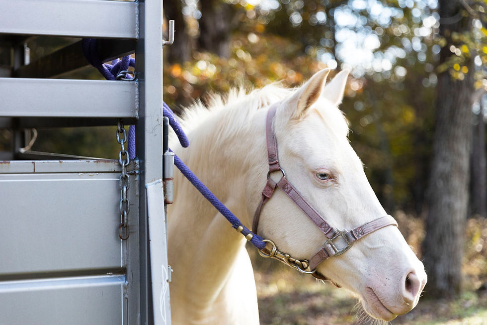 573 Magazine 2025 highlights The Stables Therapeutic Equine