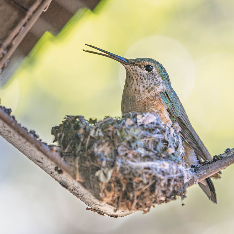 Thumbnail: Cliffcolor Squares - Birds