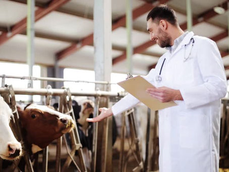B.V.sc (Bachelor of Veterinary Science)