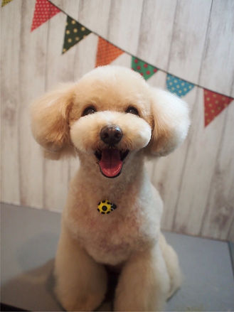 coco.jpg