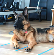 Connor Pats Patrol at Breathe Physio & Pilates