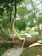 Emergency Tree Removal