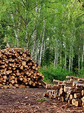 Lot Clearing