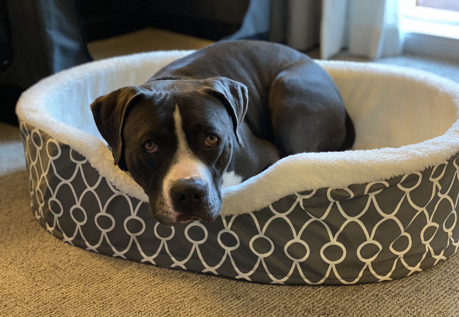 Sellout! The Little Nell supplied us with a dog bed and daily treats