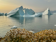 pale blue icebergs with yellow flowers in foreground