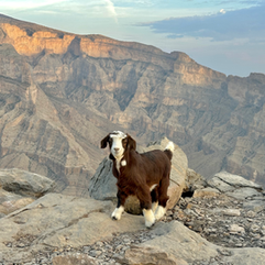 brown and white goat at edge of canyon