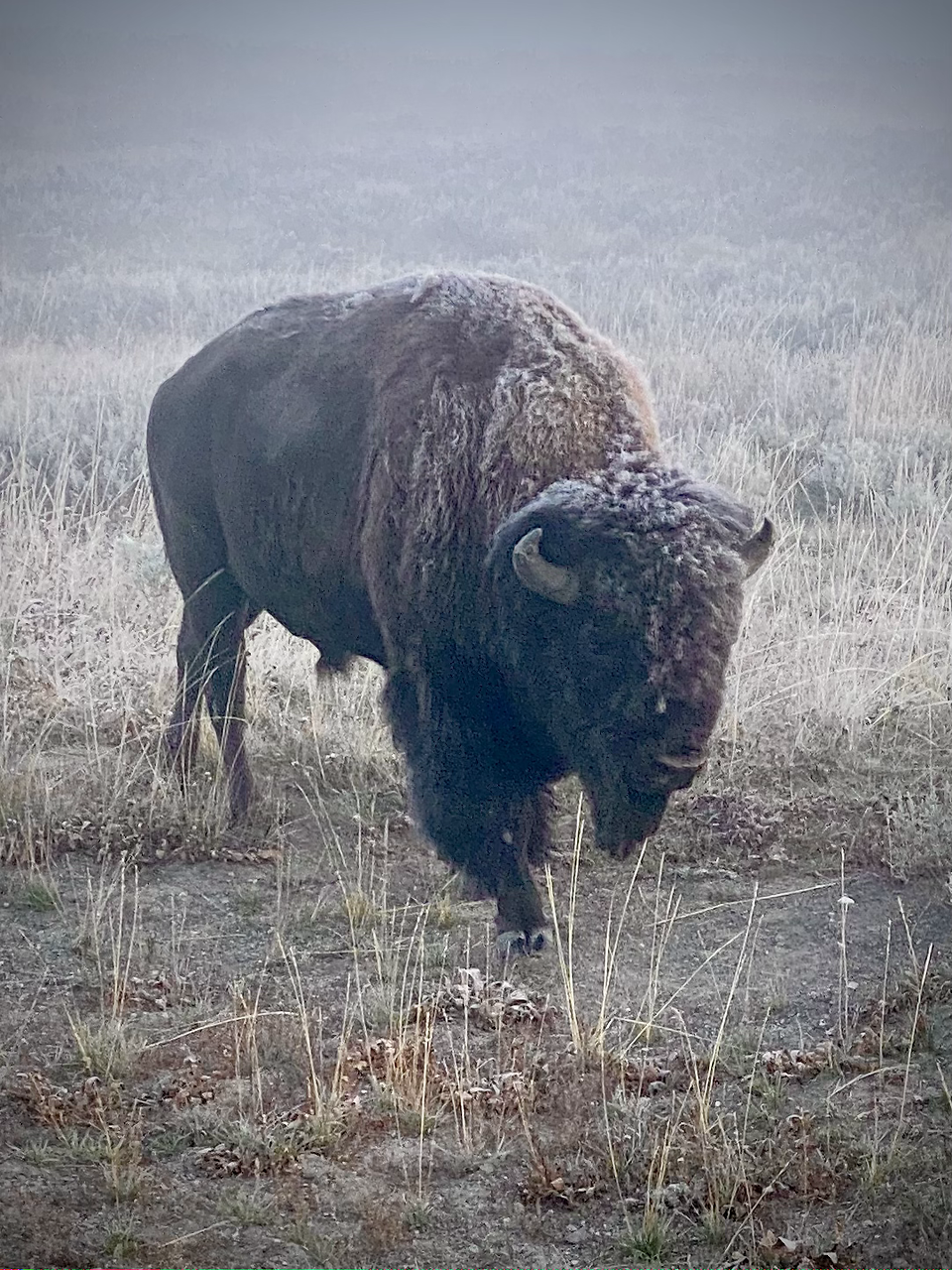 bison with frost at Yellowstone National Park
