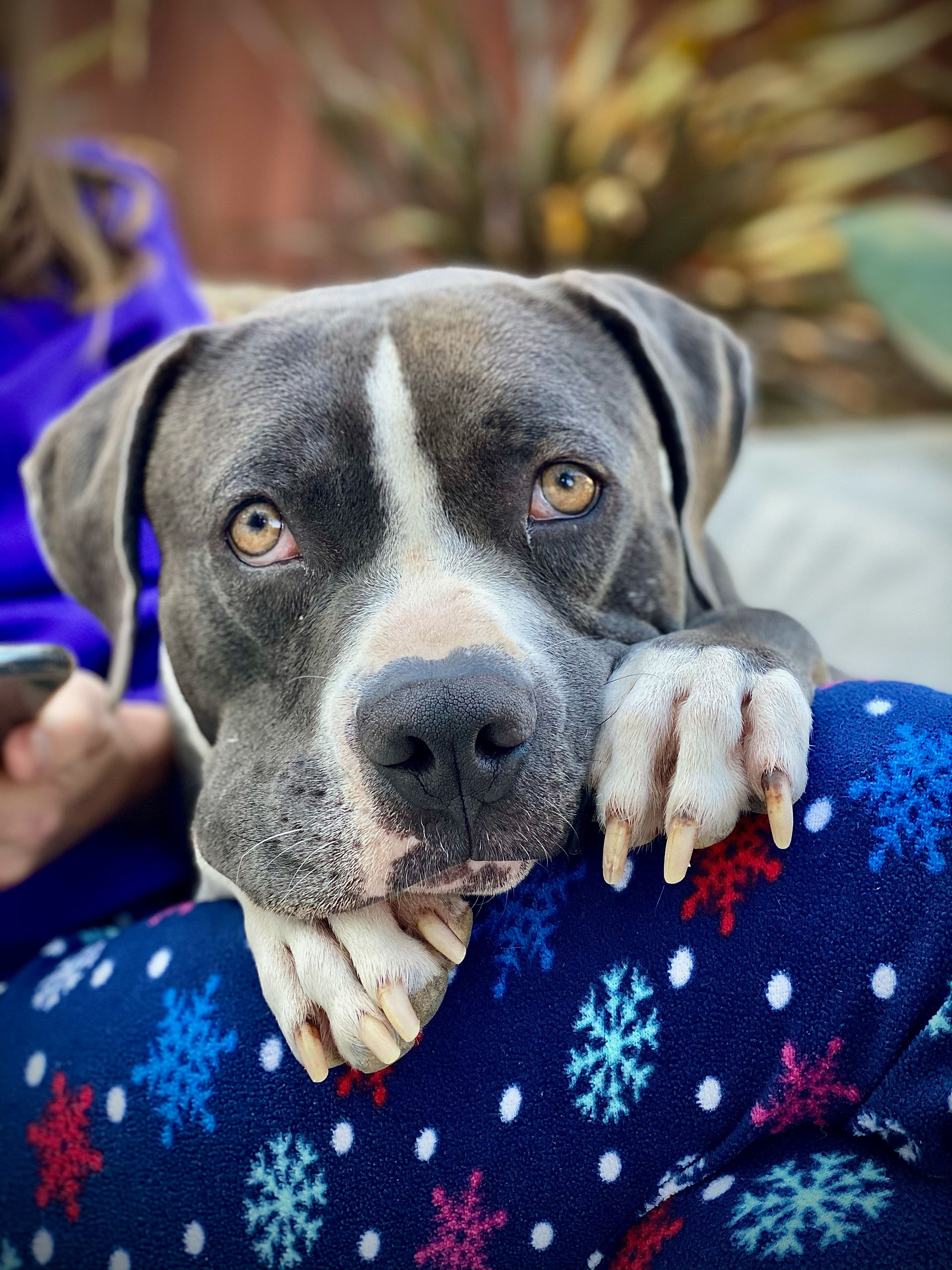 Pitbull love - Quincy relaxing at home