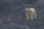white polar beat standing on black rock