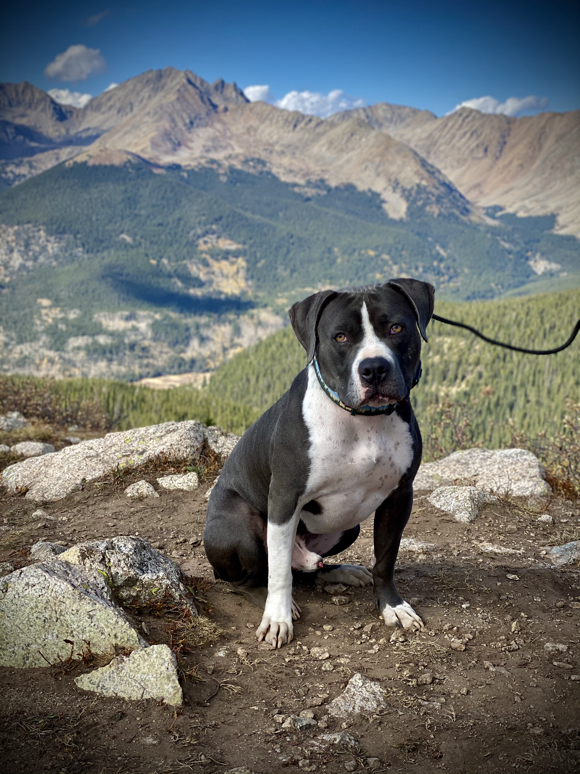Quincy at Cottonwood Pass, CO