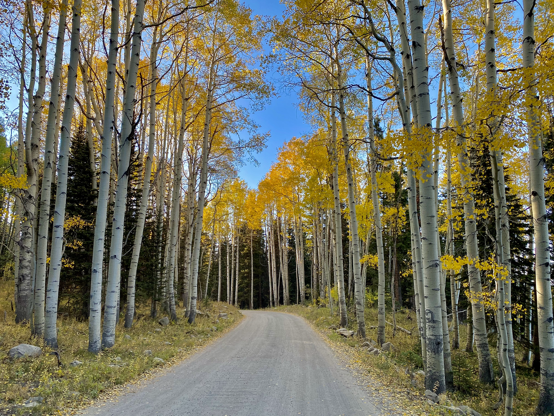 Aspen heaven