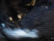 black dog sleeping with nose tucked under white tail