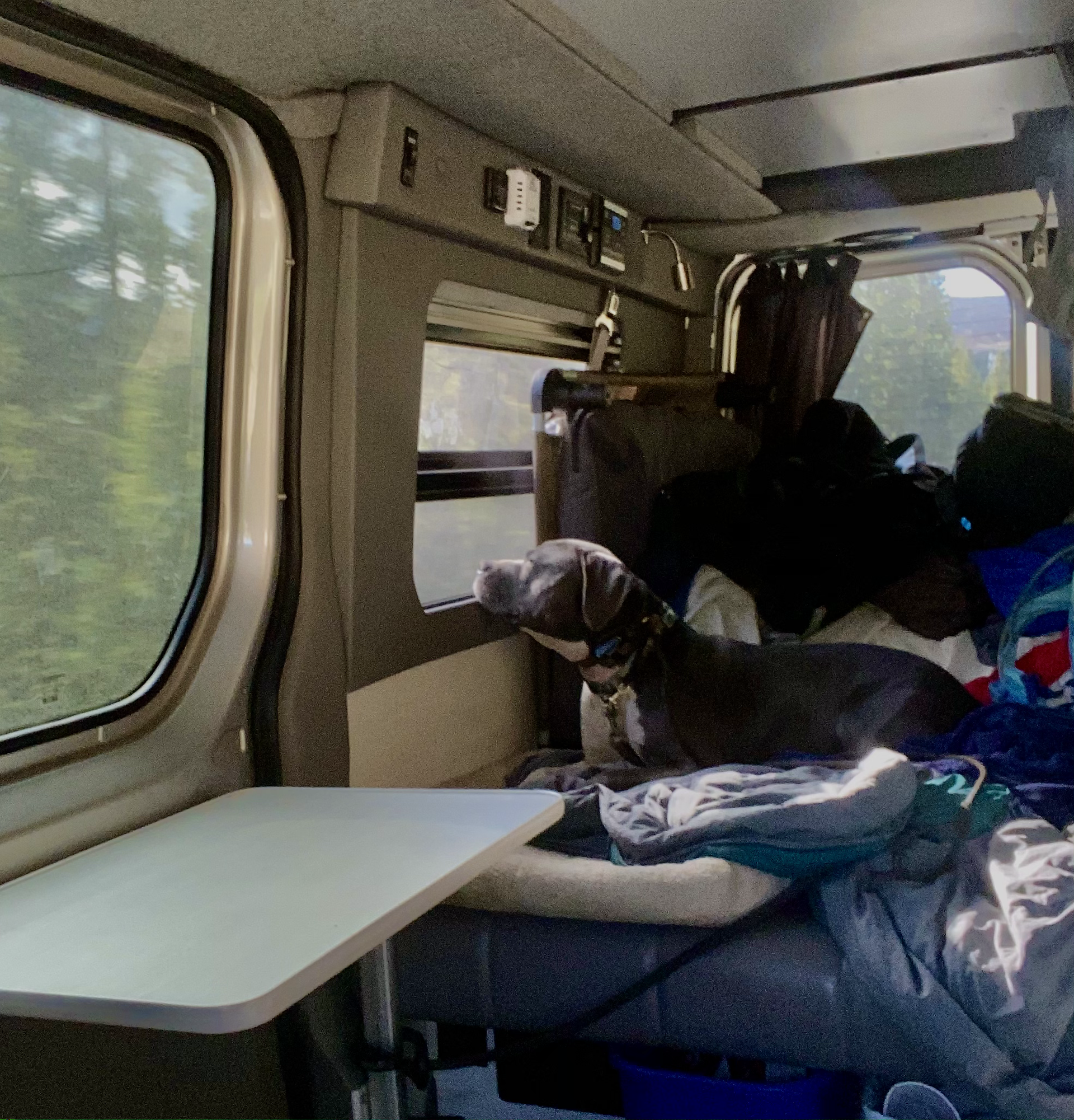 Quincy comfy in the back seat
