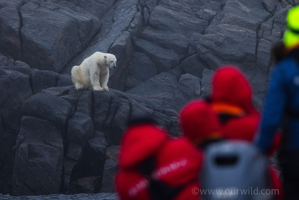 people in red jackets looking at a white bear in a black cliff