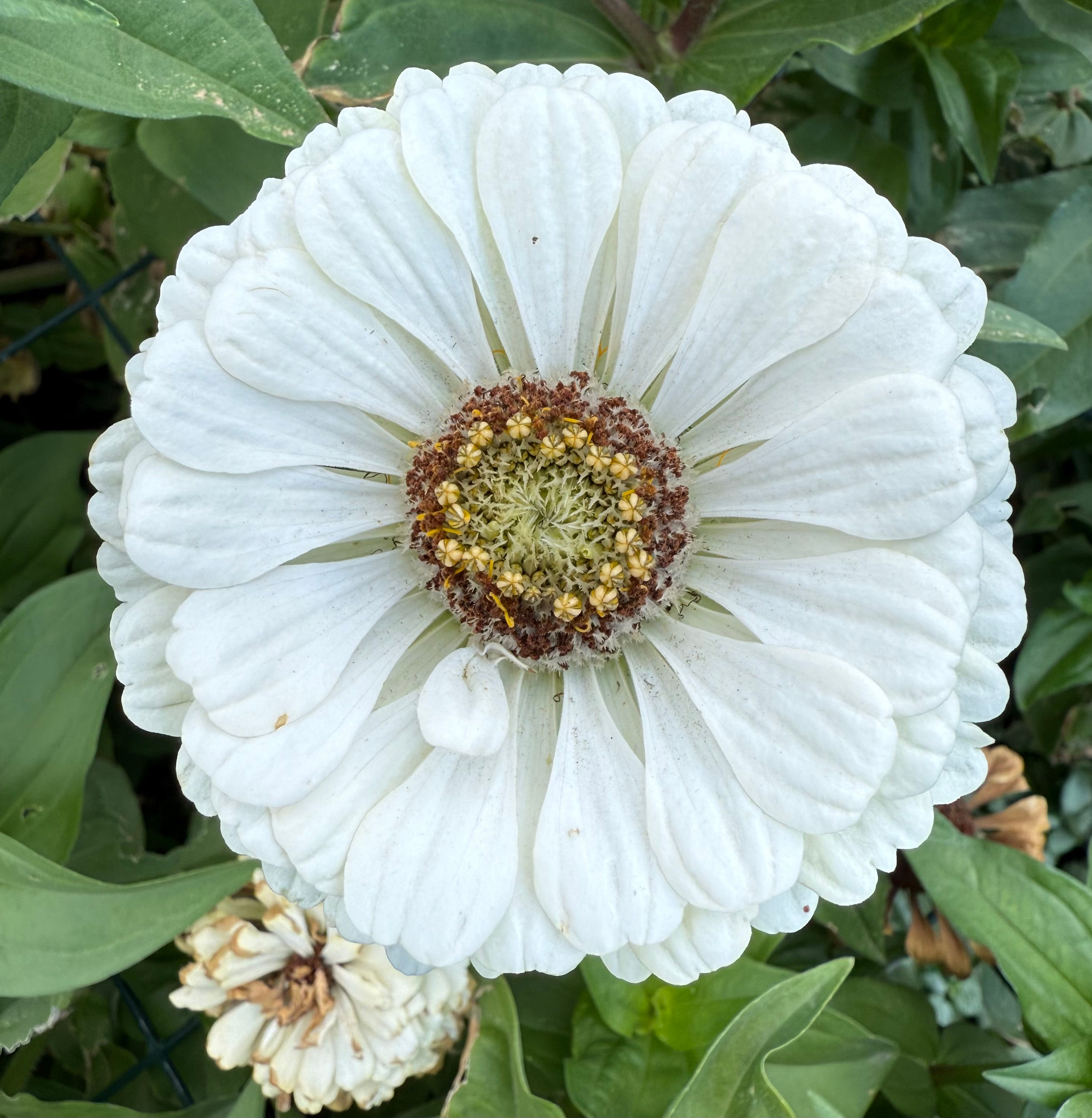 White Zinnia Seed
