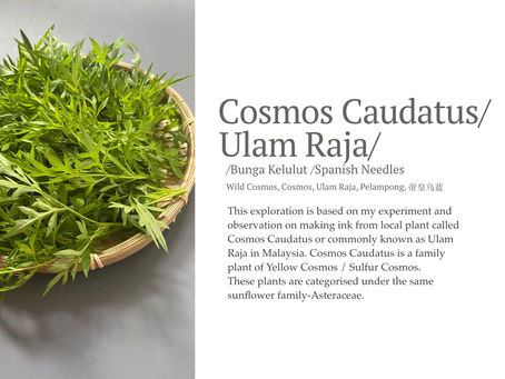 Cosmos Caudatus/Ulam Raja