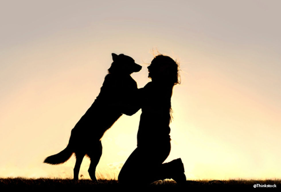 Education chien chat rochefort