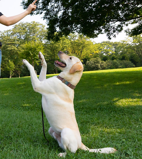 Obedience Training_edited.jpg