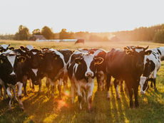 How GreenHill Laboratories are supporting you amidst the Foot & Mouth (FMD) outbreak