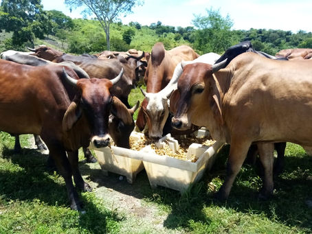 Promueven modelo de agricultura sostenible en la cuenca del río Goascorán