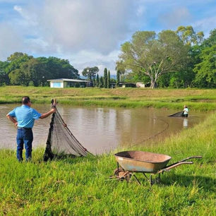 Producción de tilapia crecerá hasta un 6% este año