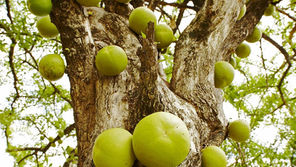 El jícaro, el árbol sagrado de los mayas