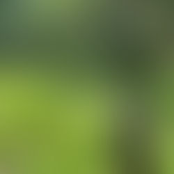 FFAA asegura plantación con 33 mil arbustos de hoja de coca en Bonito Oriental, Colón