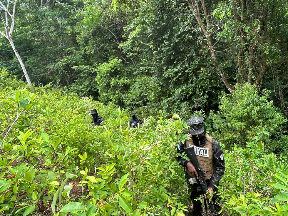 FFAA asegura plantación con 33 mil arbustos de hoja de coca en Bonito Oriental, Colón