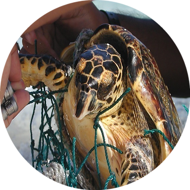 sea_turtle_circle_noborder.png