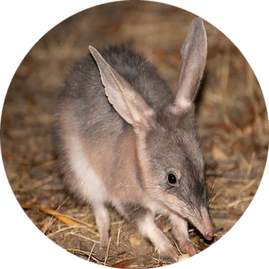 bilby2_circle_noborder.png