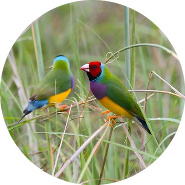 gouldian_finches_circle_noborder.png
