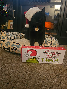 Black cat in Santa hat with "Naughty Nice I Tried" sign and bed.