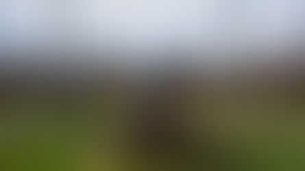 A Bordeaux Harvest Holiday: What Happens When You Visit in September