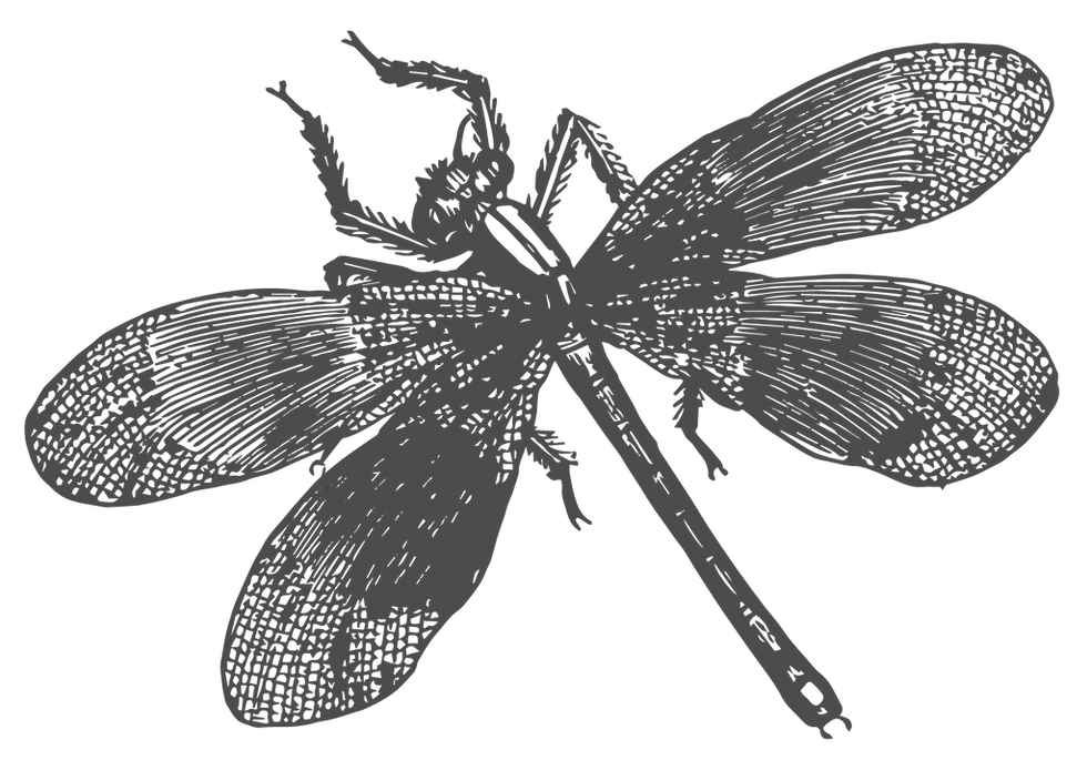 DRAGONFLY 1.png