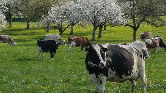 WhatsApp Image 2023-03-27 at 18.47.28.jpeg