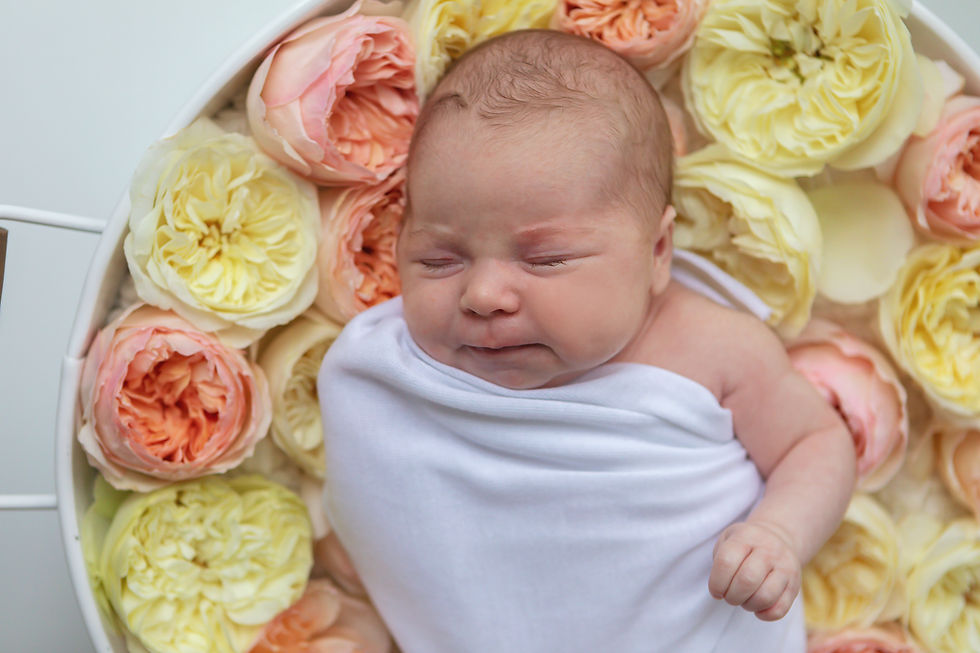 Thumbnail: David Austin Baby - Package 1