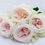 Thumbnail: White O'Hara Garden Roses